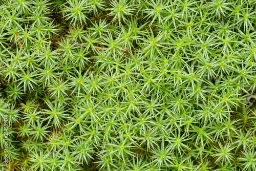 moss ( bank haircap moss- polytrichastrum formosum ) background macro