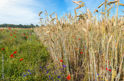 Wildflowers near the field of ripening rye, Europe