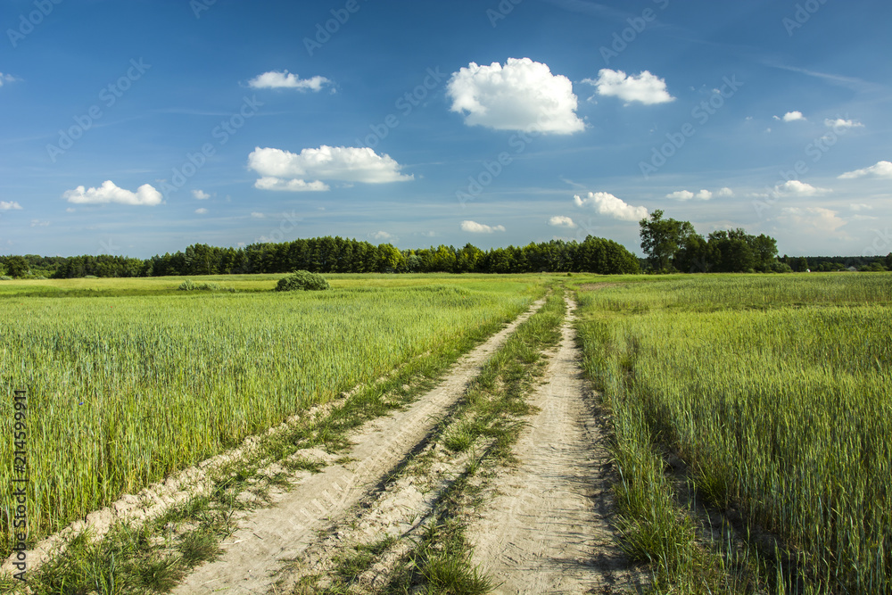 Rural sandy road through green fields to the forest