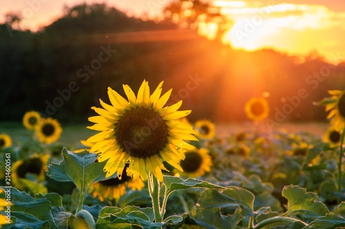 Sunflower field with sunset  flare and treeline in background