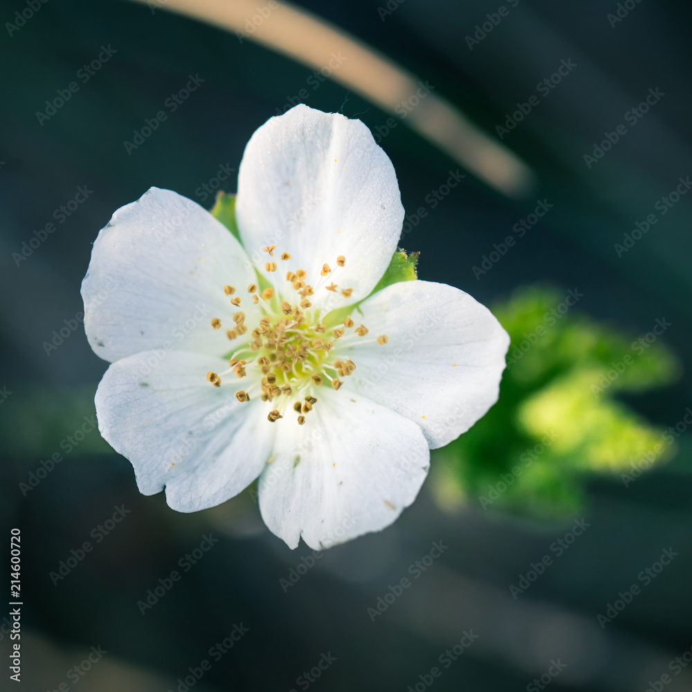 A beautiful cloudberry flower and leaf in a natural habitat of swamp. Closeup scenery of a wetland flora in Latvia, Northern Europe. Shallow depth of field.