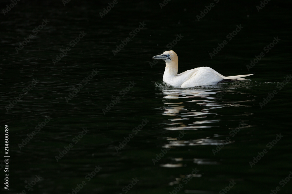 Northeern gannet (Morus bassanus) perched on cliff at colony Northeern gannet (Morus bassanus) perched on cliff at colony