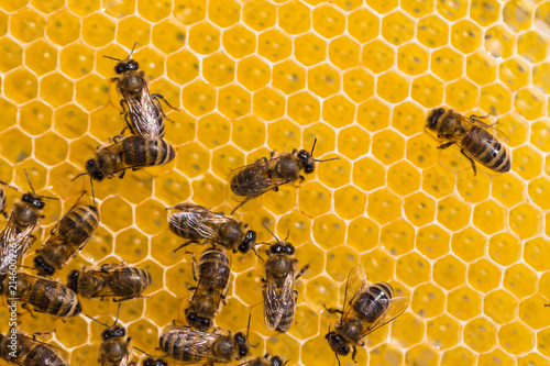 working bees on honey cells © Oleg Zhukov