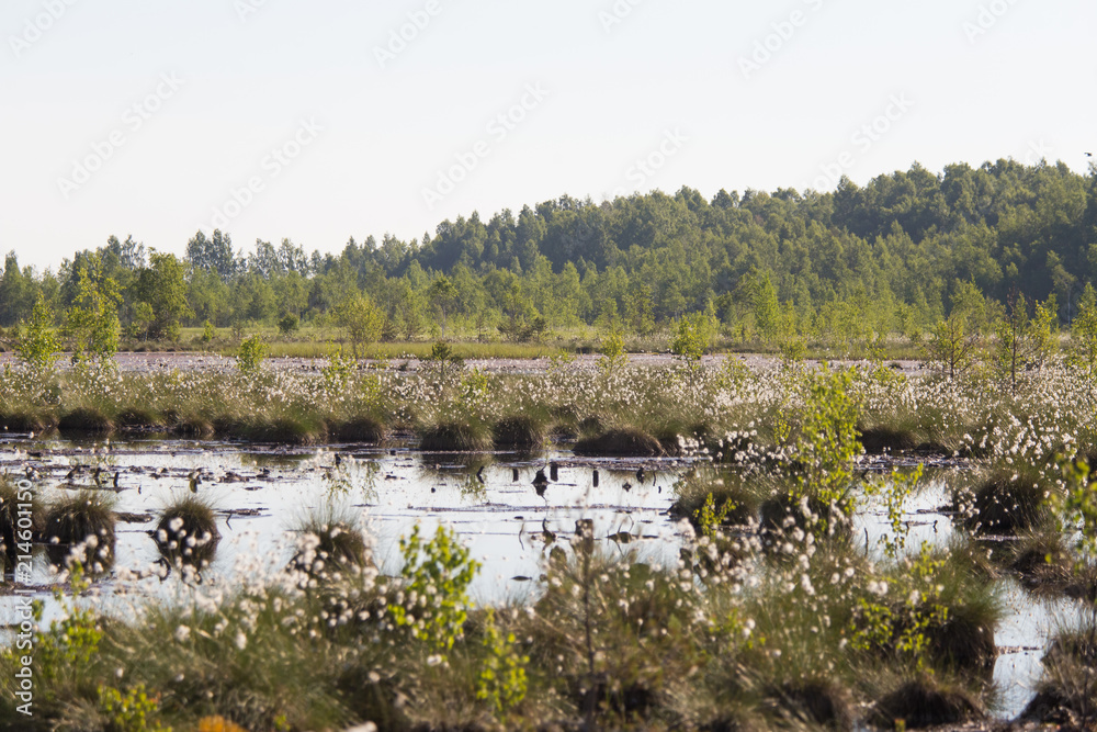 Cottongrass growing in a natural swamp habitat. Grass clumps in the weltalnds on Latvia, Northern Europe. Cottongrass growing in a natural swamp habitat. Grass clumps in the weltalnds on Latvia, Northern Europe.