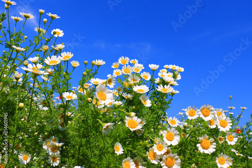 Summer wildflowers