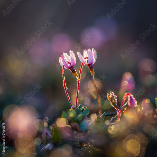 A beautiful pink cranberry flowers in a natural habitat of swamp. Spring scenery of wetlands in Latvia, Northern Europe.