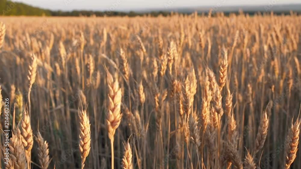 Spikelets of Wheat on a Field at Sunrise. Ears of Wheat Moving in the Wind in Golden Hour at Sunset. 30fps Spikelets of Wheat on a Field at Sunrise. Ears of Wheat Moving in the Wind in Golden Hour at Sunset. 30fps