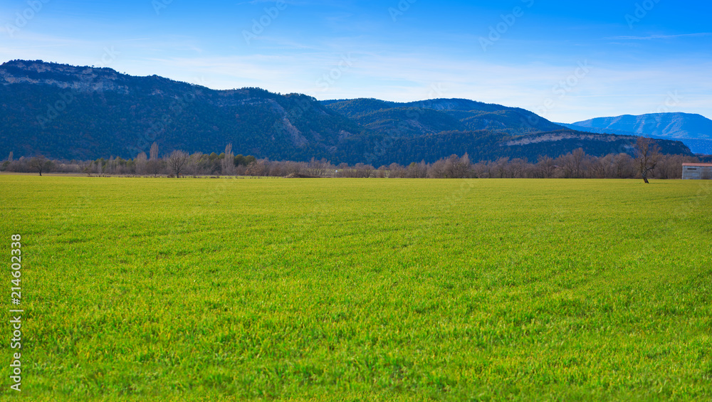 cereal fields green sprouts as meadows in Spain cereal fields green sprouts as meadows in Spain