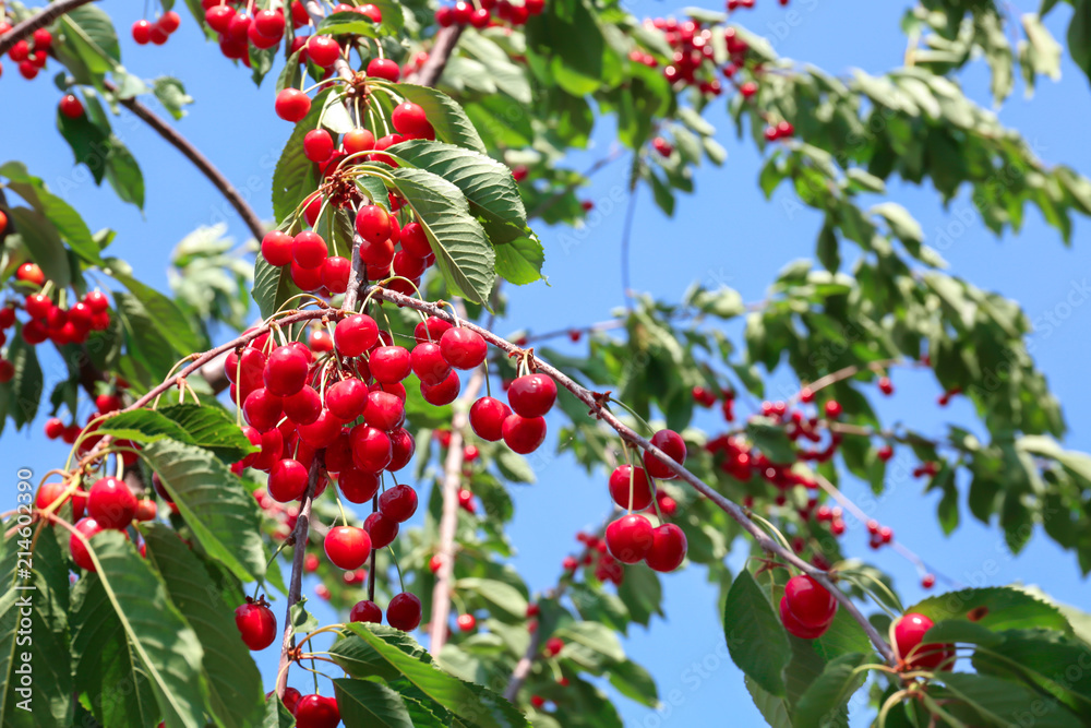 Branches with cherry berries in garden on sunny day Branches with cherry berries in garden on sunny day
