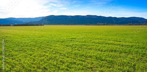 cereal fields green sprouts as meadows in Spain