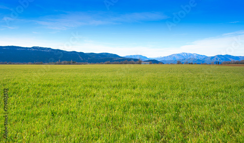 cereal fields green sprouts as meadows in Spain