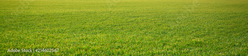 Fototapeta Naklejka Na Ścianę i Meble -  cereal fields green sprouts as meadows Spain