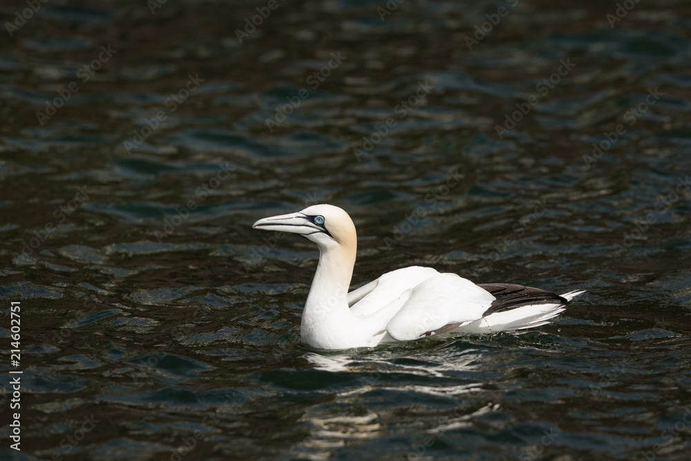 Northeern gannet (Morus bassanus) swimming on water Northeern gannet (Morus bassanus) swimming on water