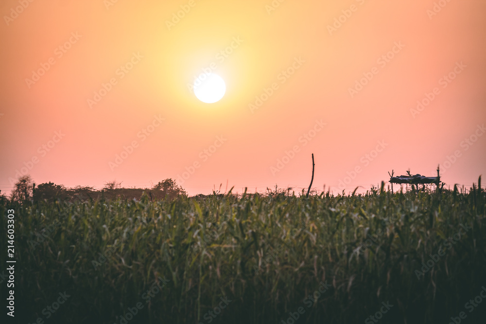 Sunset on Field