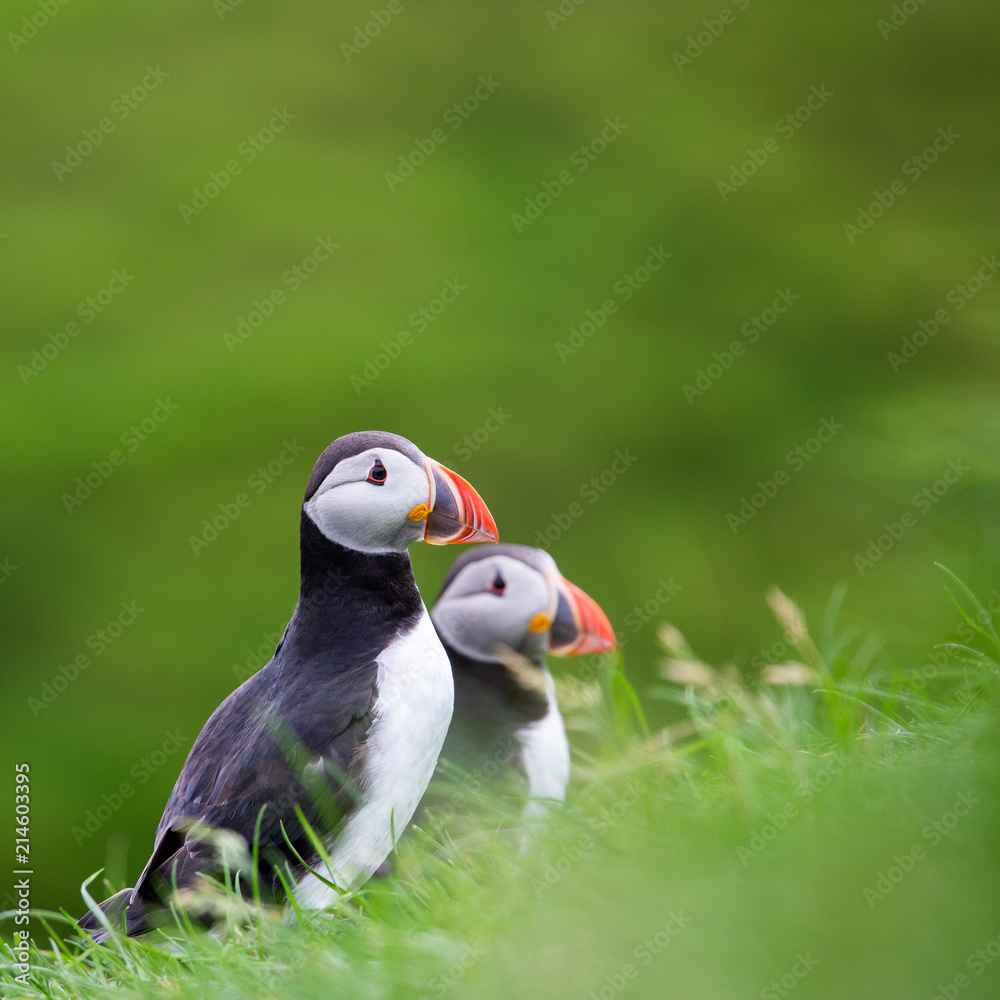 Naklejka premium Puffin at Mykines, Faroe Islands, Europe