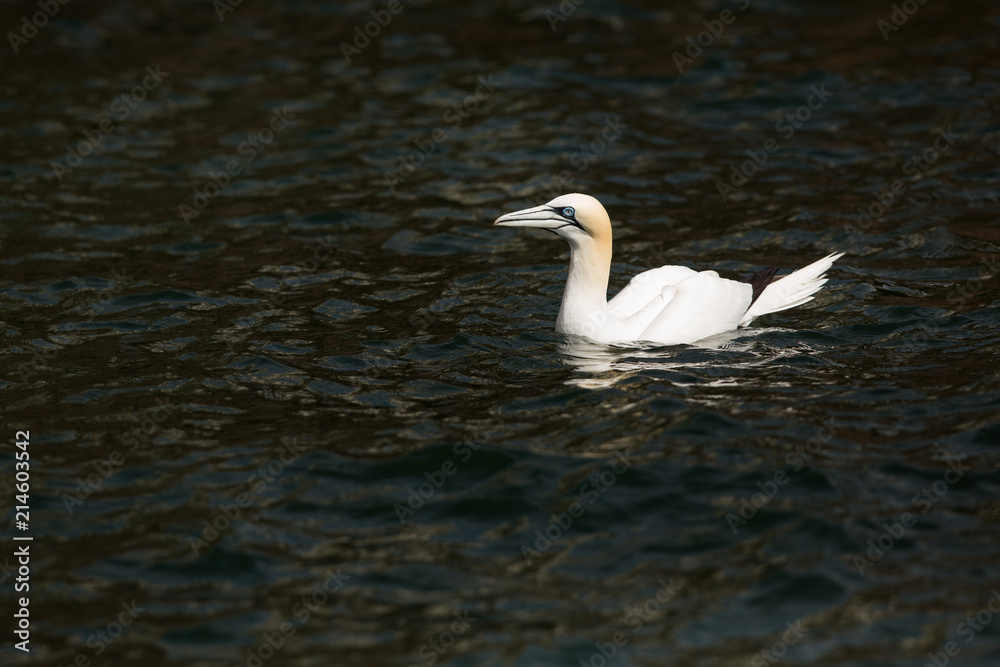 Fototapeta premium Northeern gannet (Morus bassanus) swimming on water