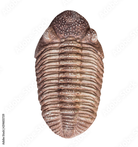 The fossil of trilobite on white background,isolated