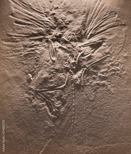 The fossil of archaeopteryx skeleton in stone photo