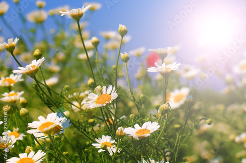 White Summer wildflowers