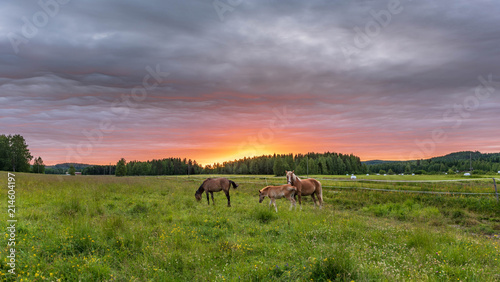 Three horses at sunset