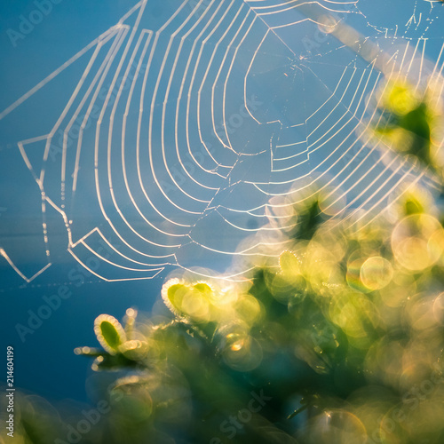 A beautiful closeup of a spider liwing in the swamp. Spaider nets in wetlands in an early morning in Latvia, Northern Europe. photo