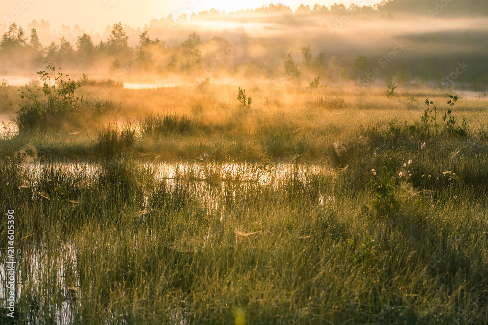 A beautiful swamp landscape during the sunrise in an early spring morning in Latvia, Northern Europe. A beautiful swamp landscape during the sunrise in an early spring morning in Latvia, Northern Europe.