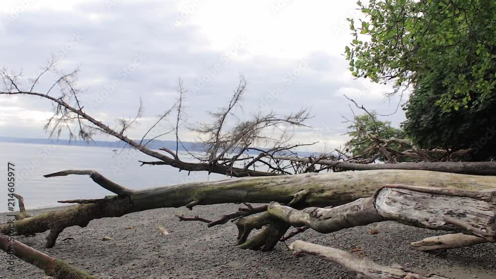 view of puget sound through driftwood view of puget sound through driftwood