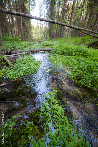 Small spring in forest at summer