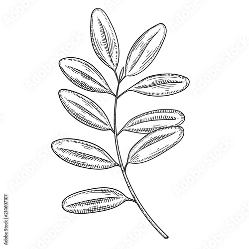 Hand-drawn lingonberry branch sketch isolated on white.