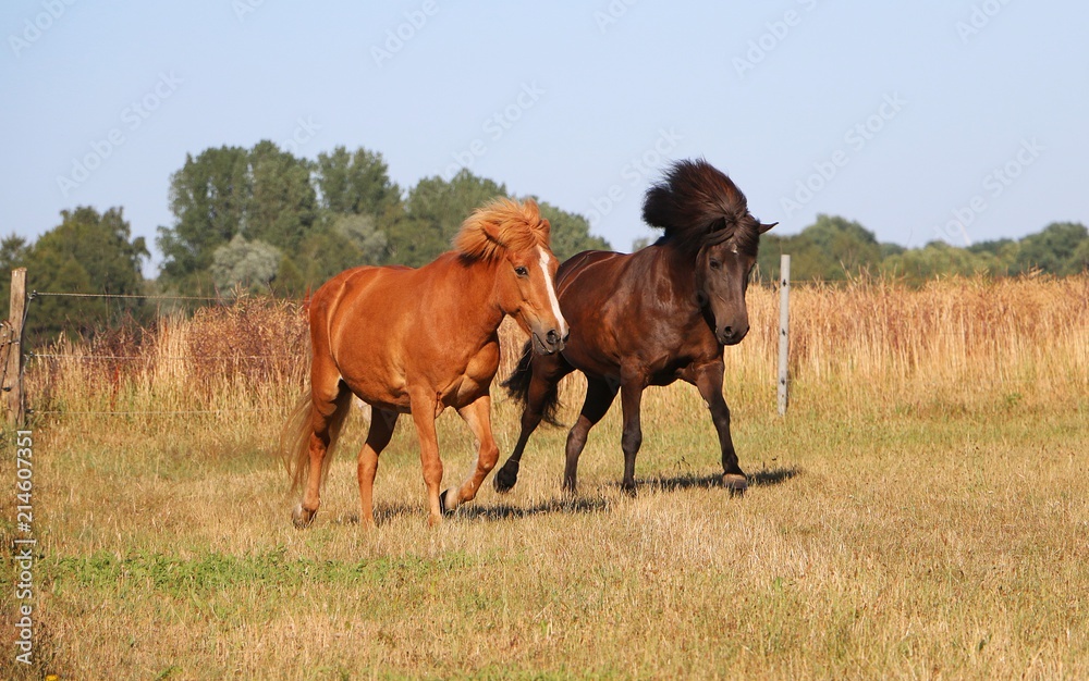 two beautiful icelandic horses are running on the paddock