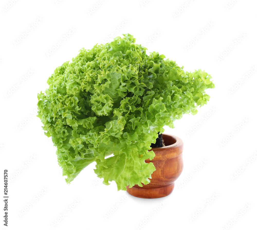 Obraz premium Green lettuce in pot on white background