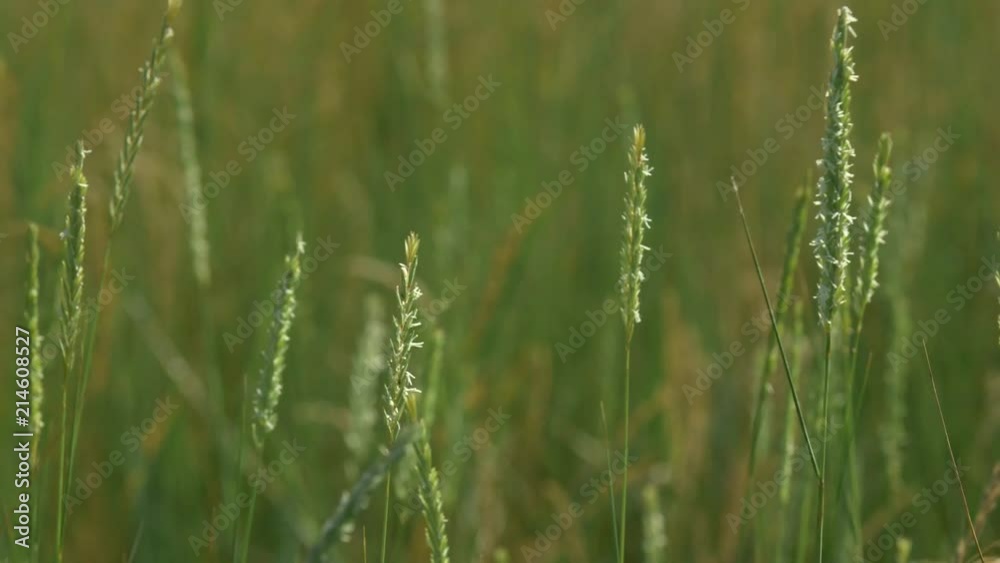 Close up of grasses swaying in the breeze Close up of grasses swaying in the breeze