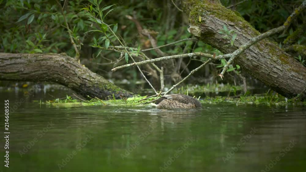 Duck searching for food in the river. Duck searching for food in the river.