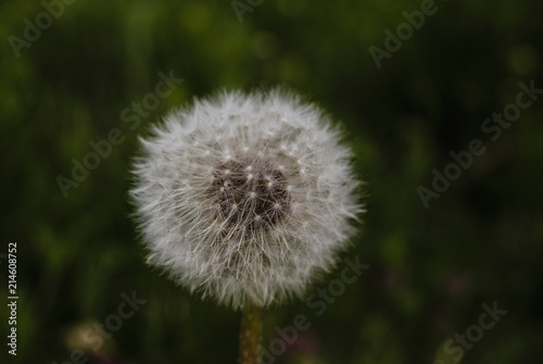Dandelion whole blossomed dandelion flower with all flakes intact against a dark green vegetation background.