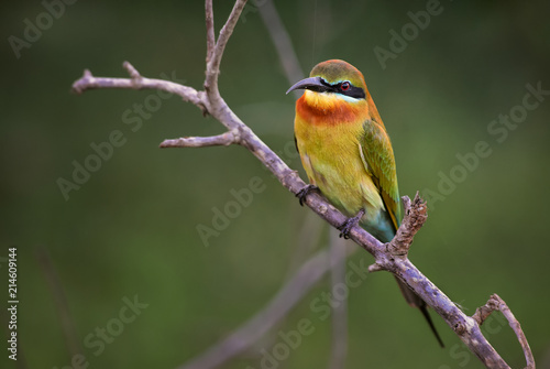 Blue-tailed Bee-eater - Merops philippinus, beautiful colored bee-eater from Sri Lankan forests and woodlands. photo