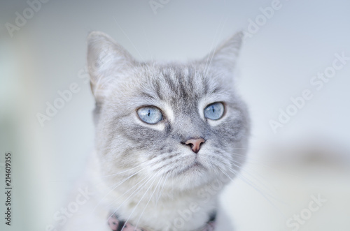 Portrait of cat with blue eyes