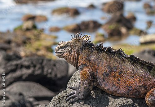Red iguana on the rocj, Galapagos Islands, Ecuador. © Dartagnan1980