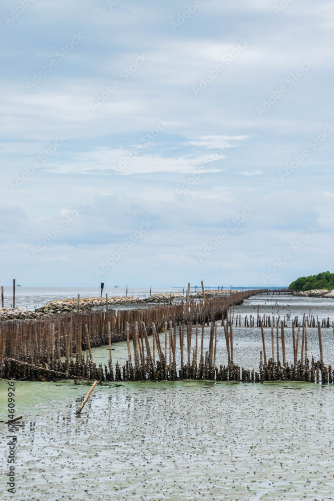 Breakwater made of bamboo at mangrove forest.