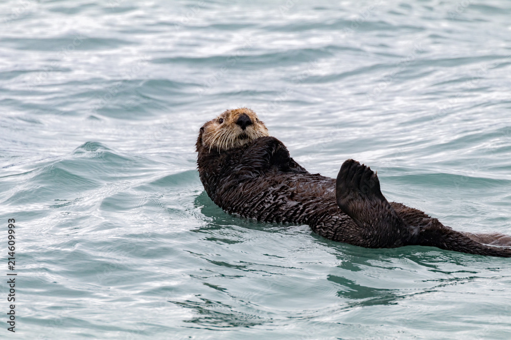 Fototapeta premium Sea Otter Swimming