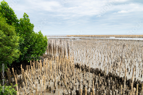 Breakwater made of bamboo at mangrove forest.