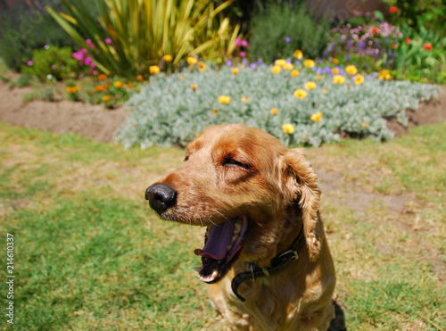 Cocker spaniel yawning