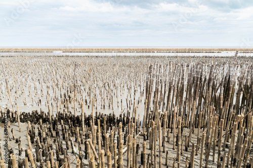 Breakwater made of bamboo at mangrove forest.