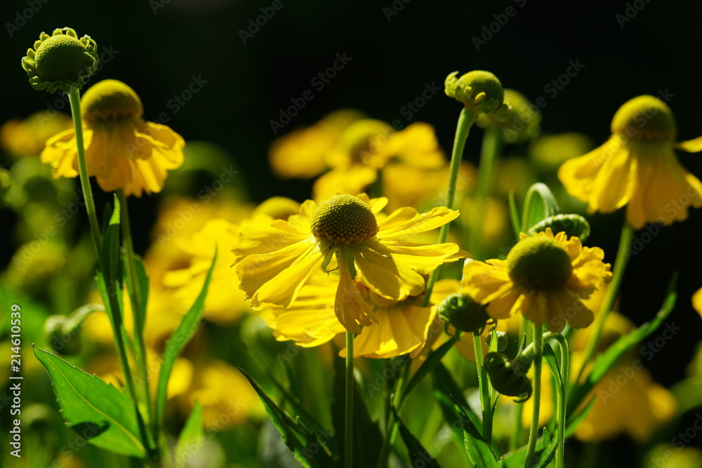 Obraz premium Garten,Sommergarten,Blumenbeet