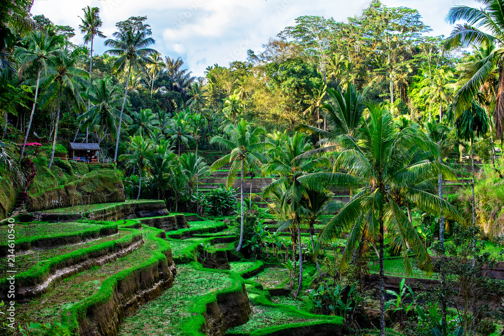 Obraz premium Rice fields with palm on Bali, Indonesia