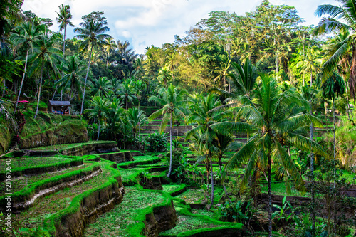 Rice fields with palm on Bali, Indonesia