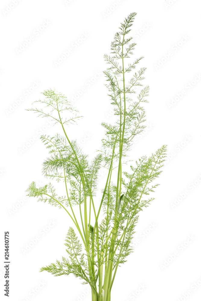 Fototapeta premium Wild fennel