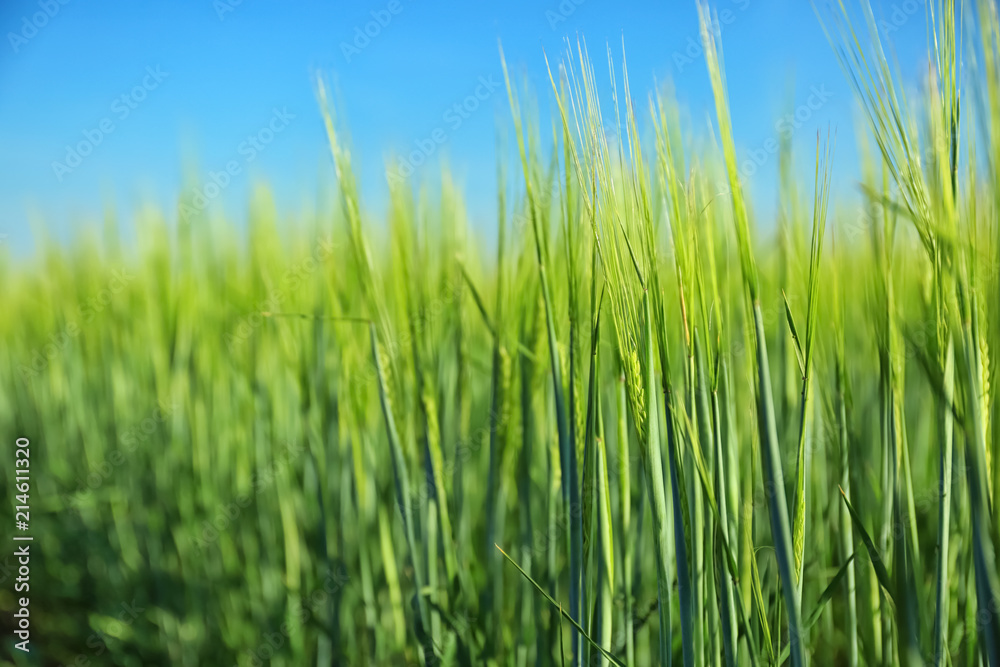 Wheat green spikelets in field on sunny day