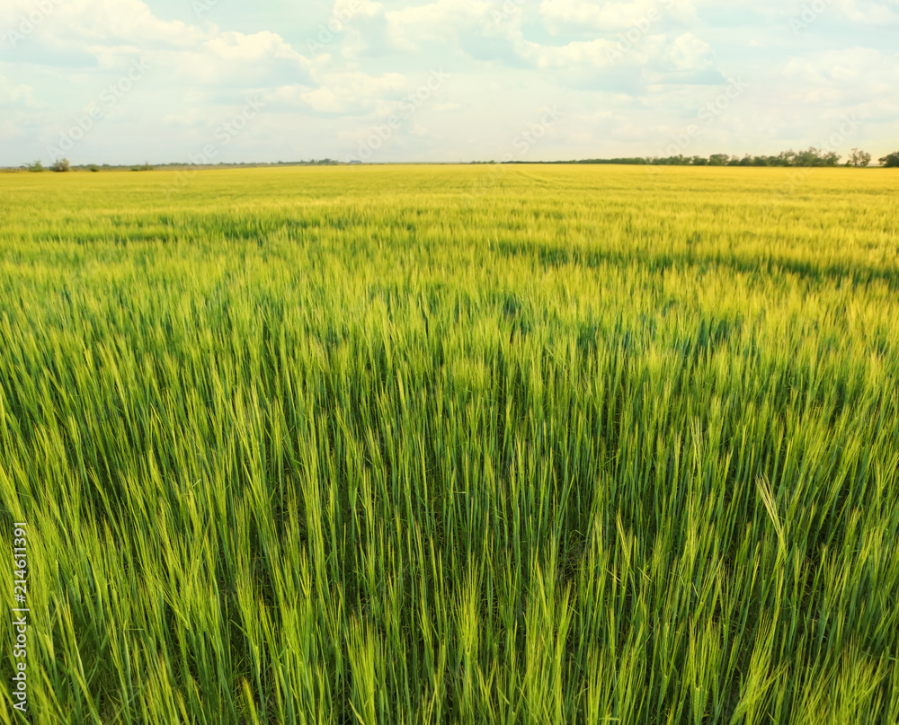 View of beautiful wheat field with green spikelets View of beautiful wheat field with green spikelets