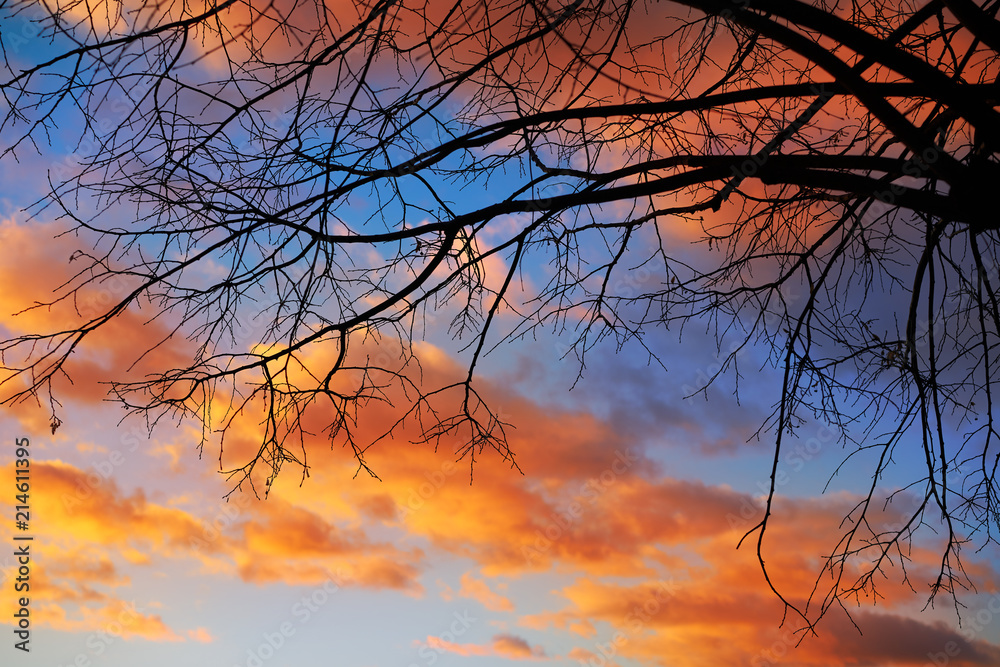 Sunset tree silhouette with orange clouds Sunset tree silhouette with orange clouds