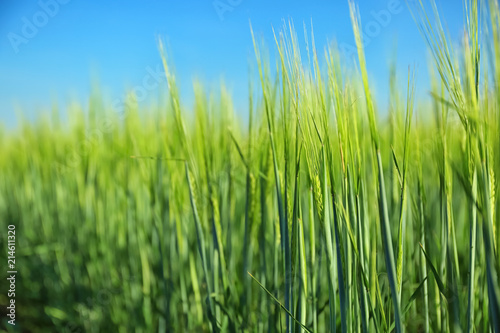 Wheat green spikelets in field on sunny day © Pixel-Shot